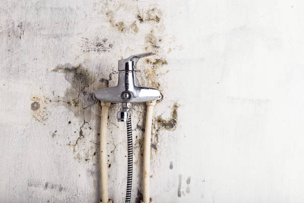 Best Localized Mold Remediation (e.g., coastal areas, humid climates) in Johnsonville, SC