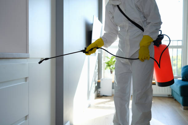 Best Black Mold Remediation in Johnsonville, SC