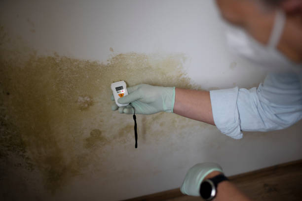 Best White Mold Remediation in Johnsonville, SC