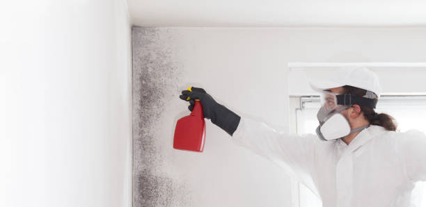 Best Crawl Space Mold Remediation in Johnsonville, SC