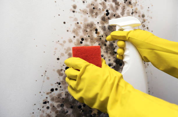 Best Post-Flood Mold Remediation in Johnsonville, SC