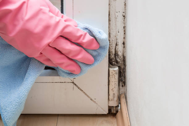 Best Insurance-Related Mold Remediation in Johnsonville, SC